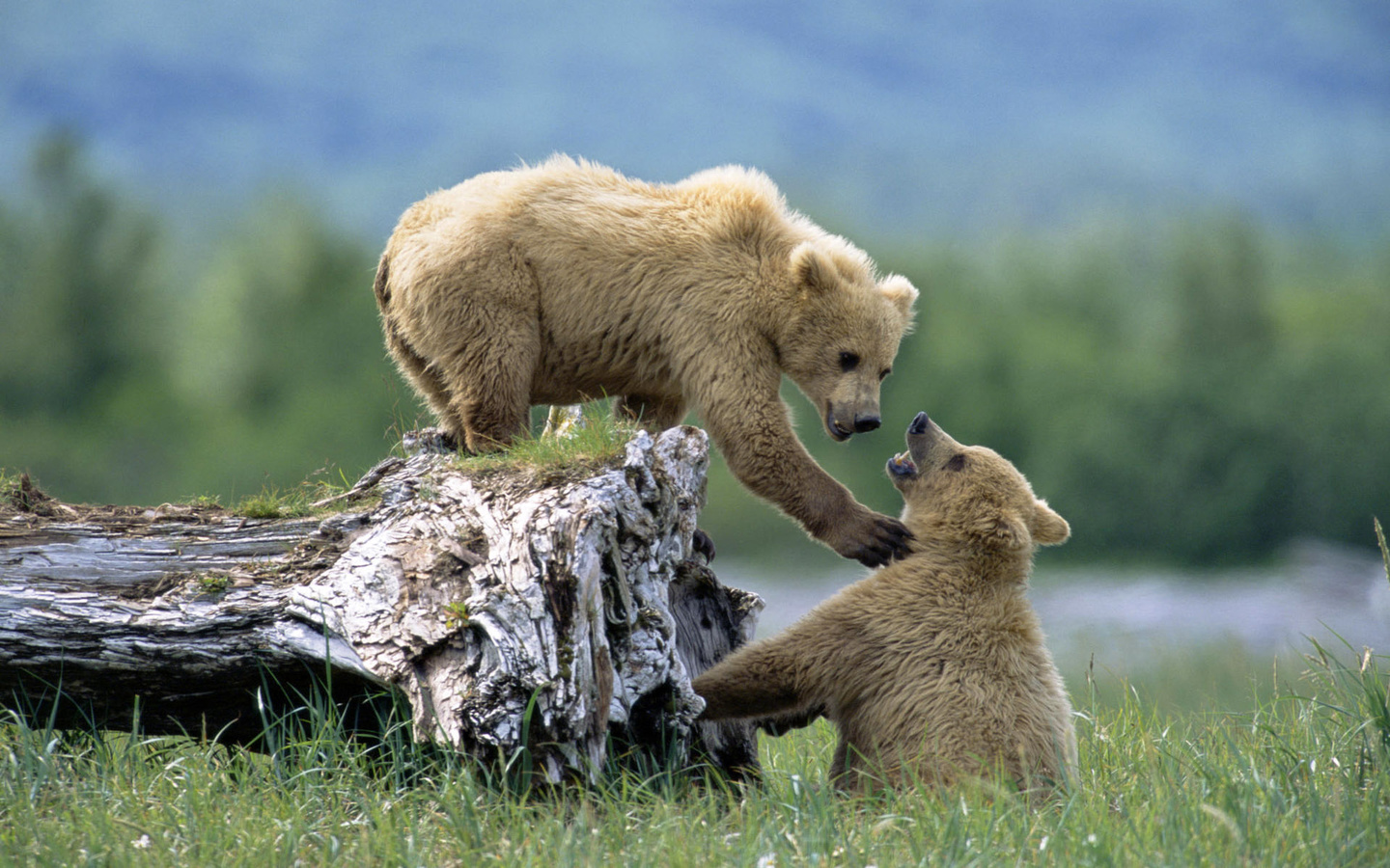 bear, cubs, wild, grass