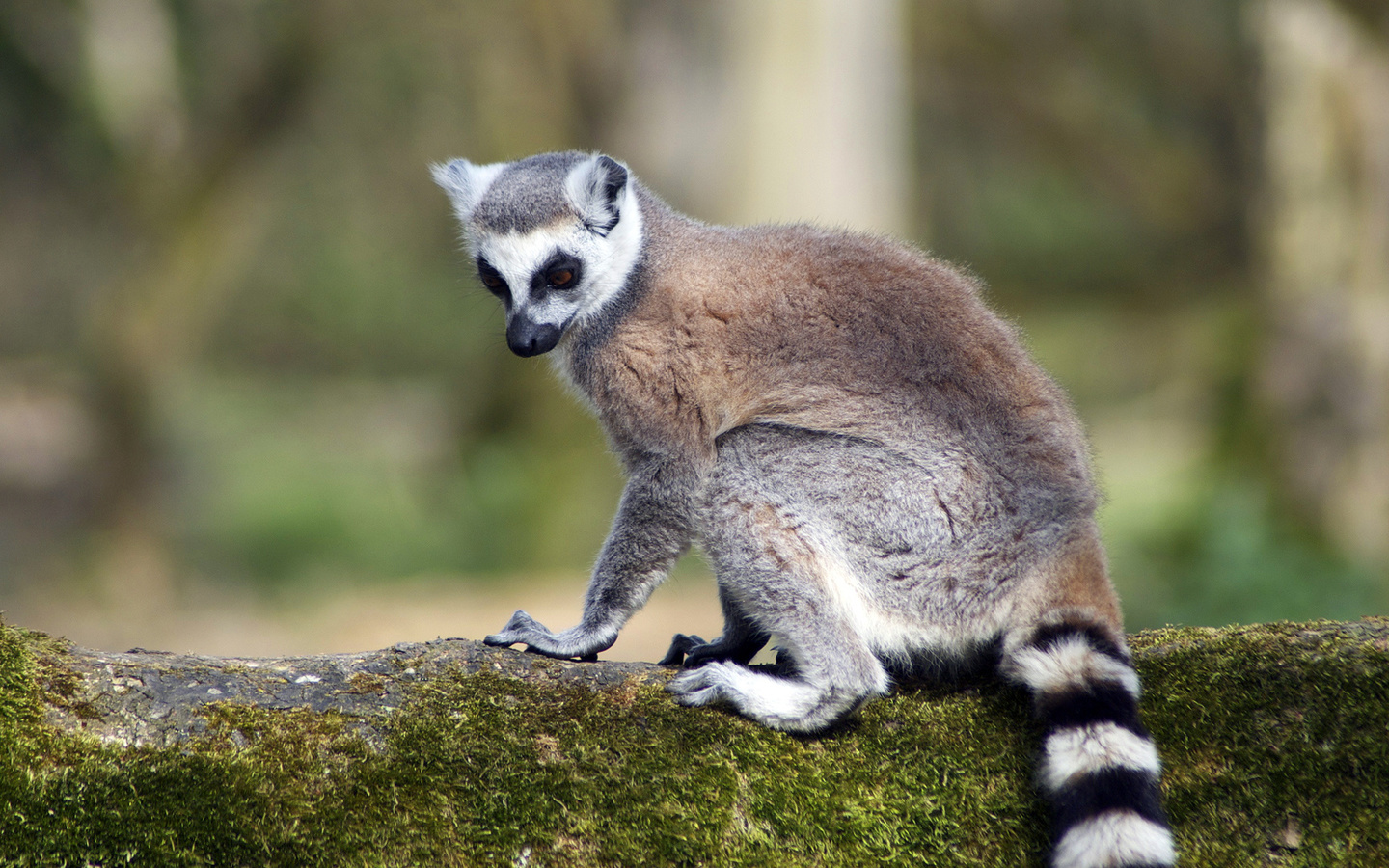 lemur, branch, tree, forest, wild