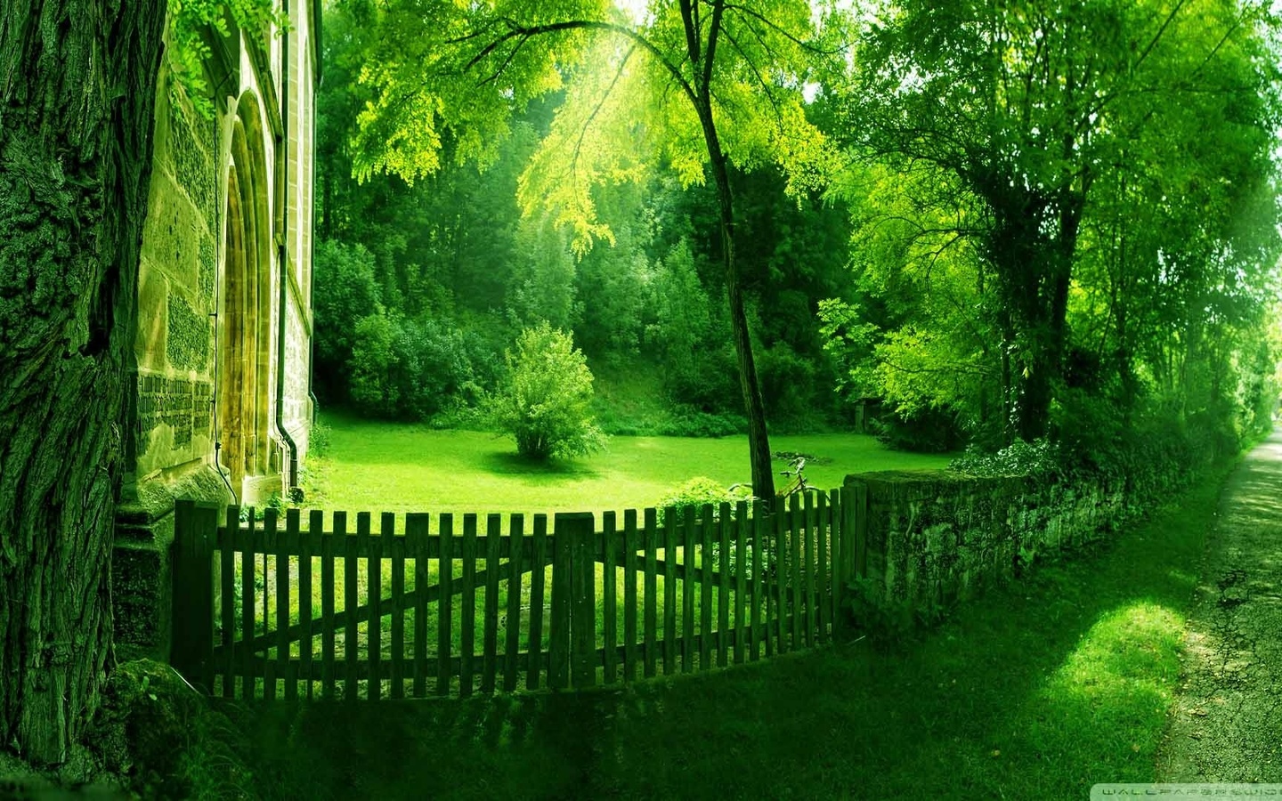 green, forest, path, fence, tree