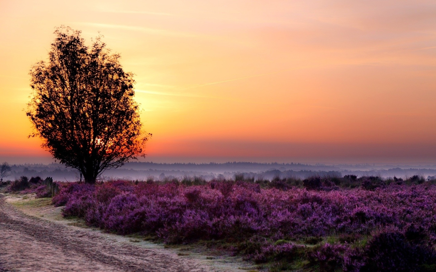purple, flower, tree, sun, fields