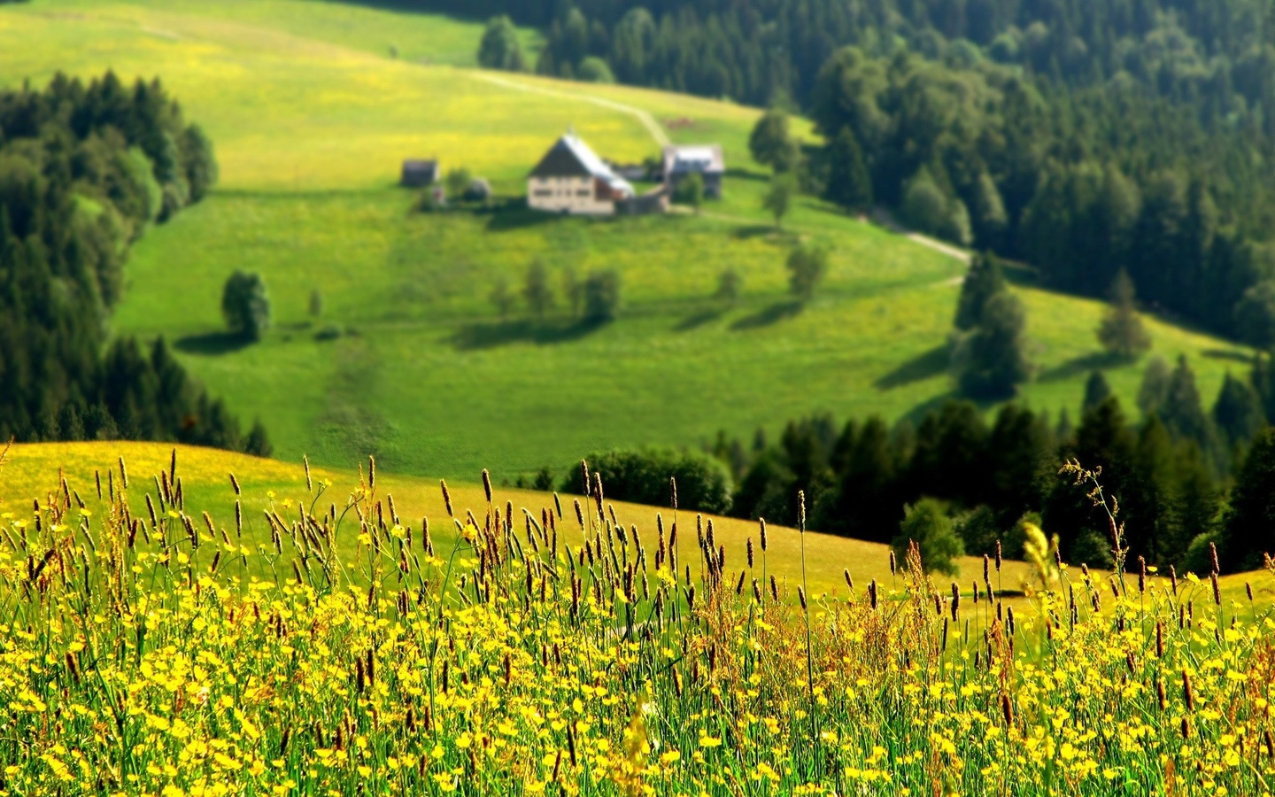 valley, mountain, houses, flower, grass