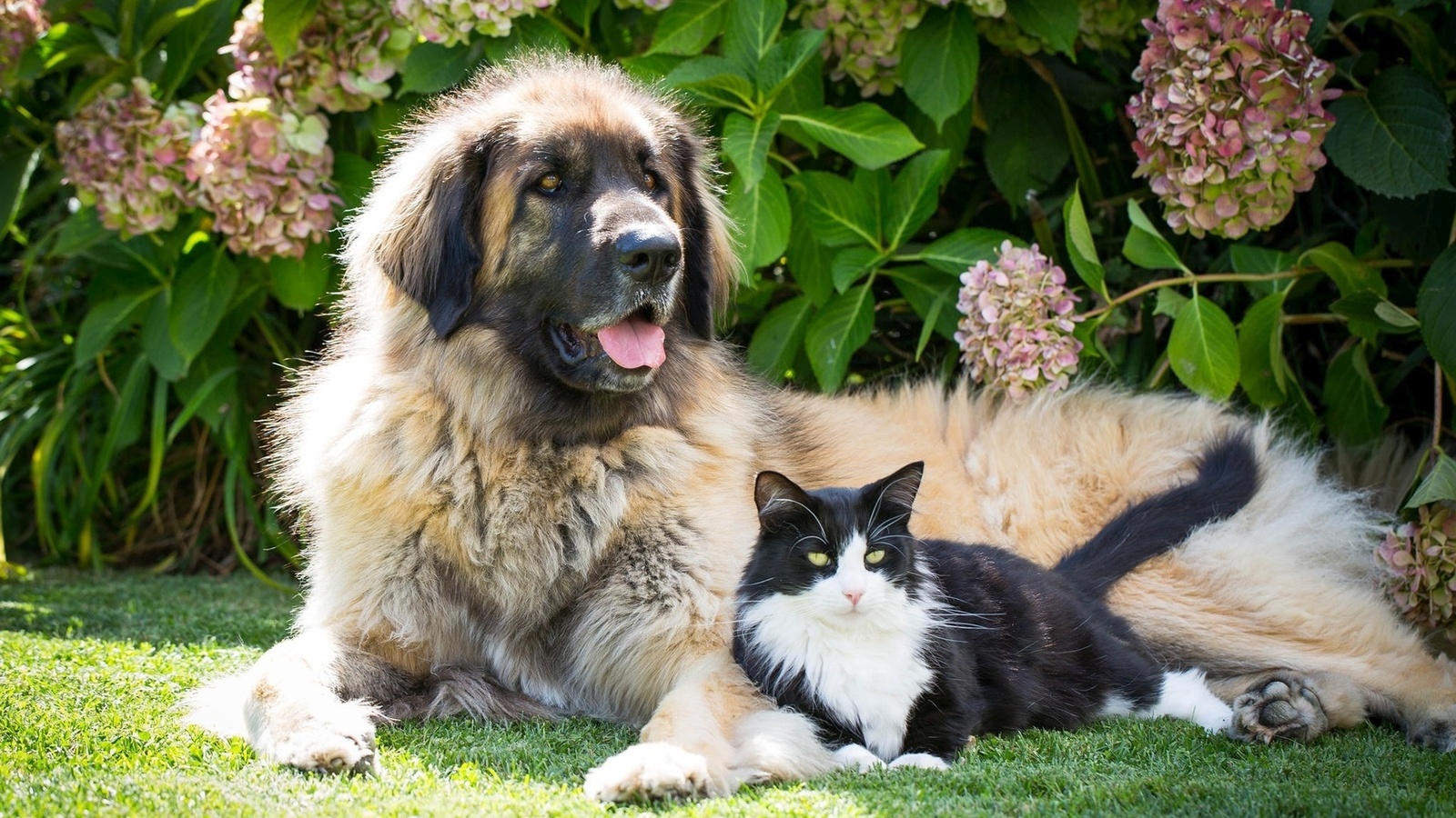 dog, cat, friends, grass, cute