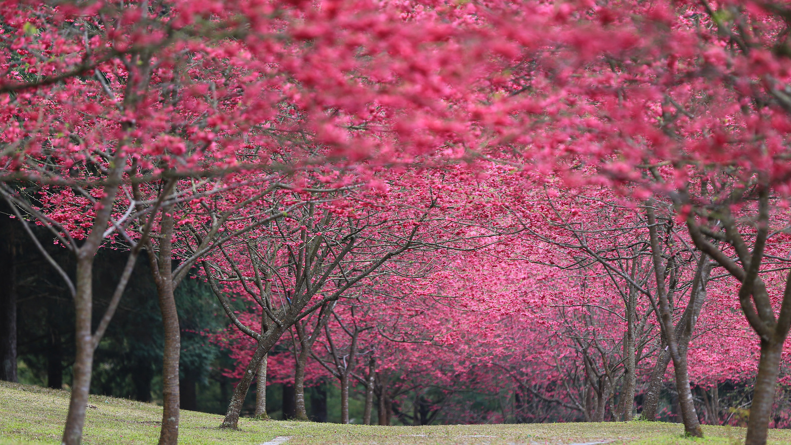 , sakura, cherry blossoms, , , , , 