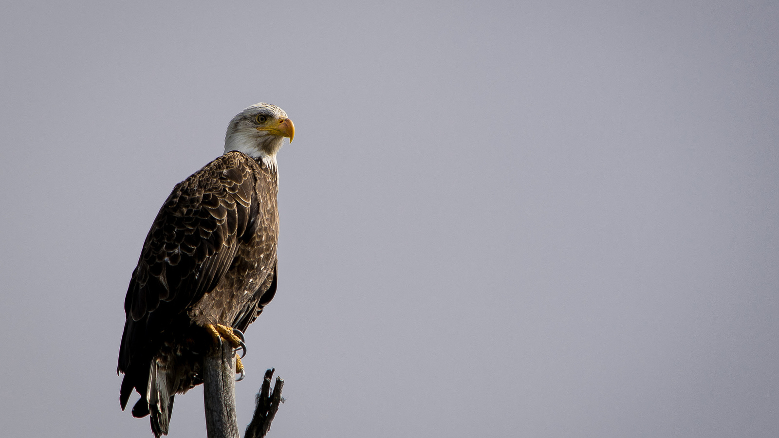 eagle, tree, branch, bird, wild