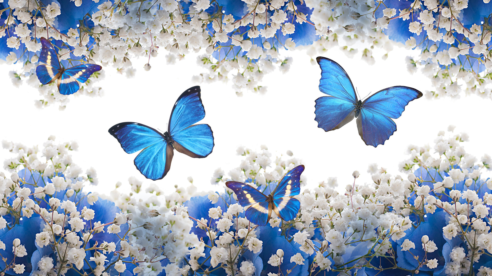 blue, white, flowers, blossom, butterflies, , 