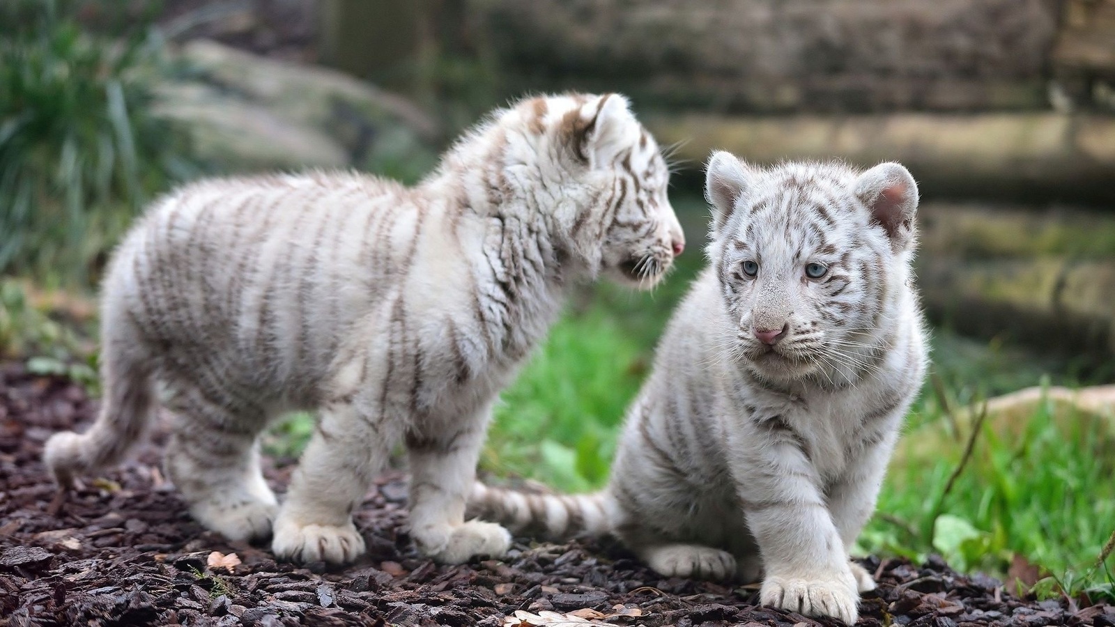 tiger, white, cub, wild