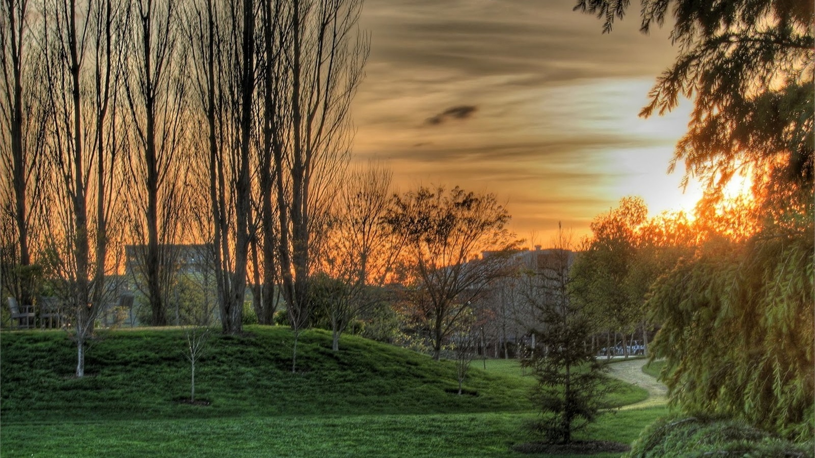 green, tree, gras, path, natural