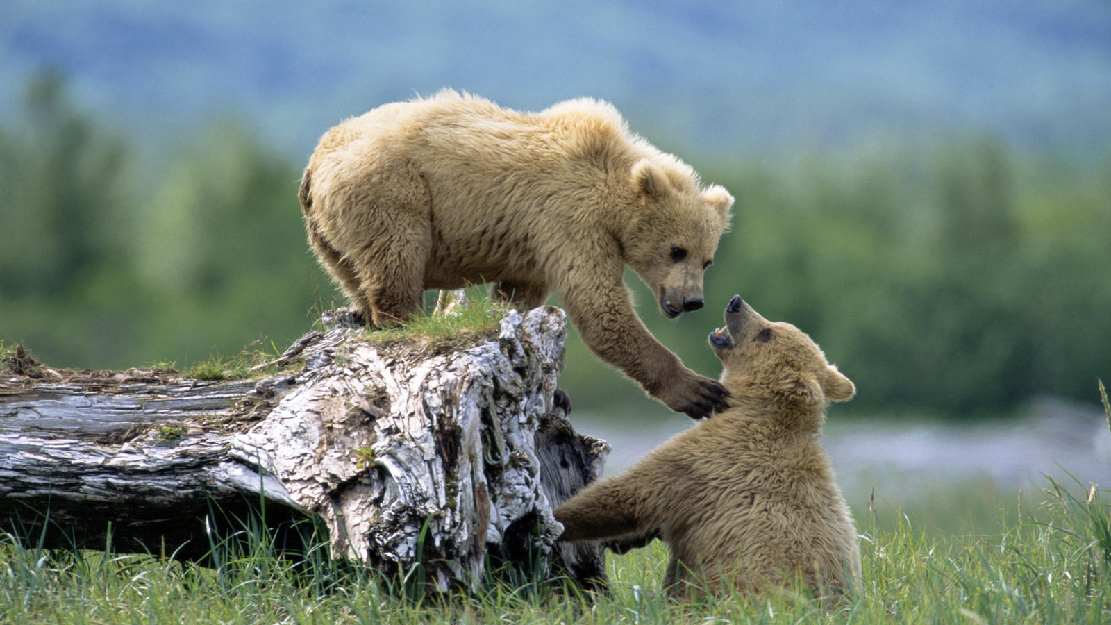 bear, cubs, wild, grass