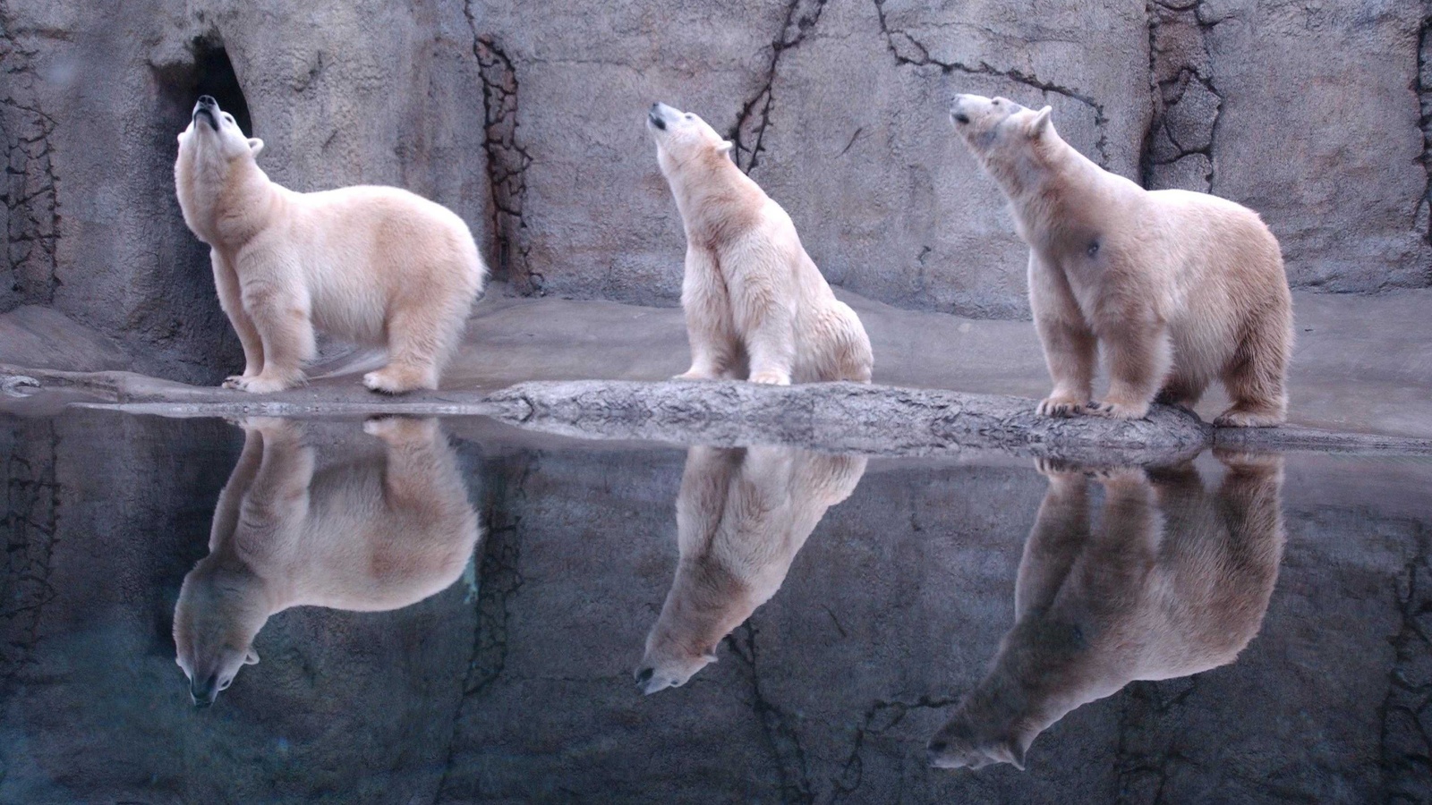 bear, polar, water, ice, snow