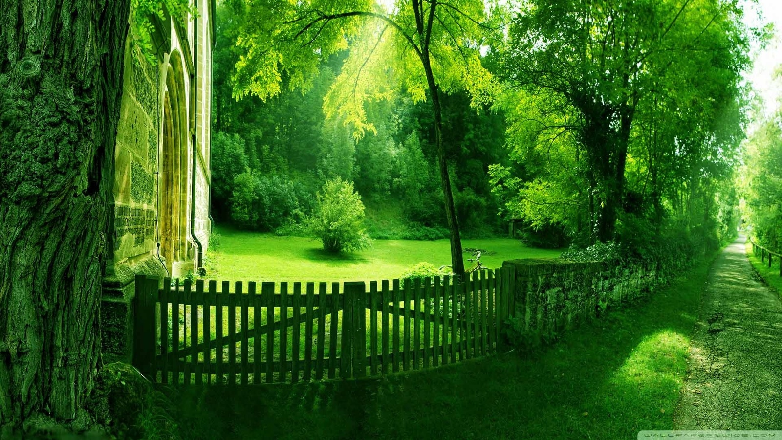 green, forest, path, fence, tree