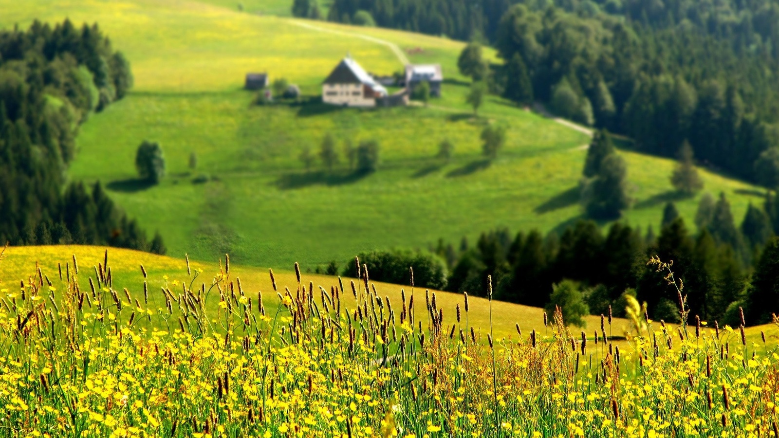 valley, mountain, houses, flower, grass