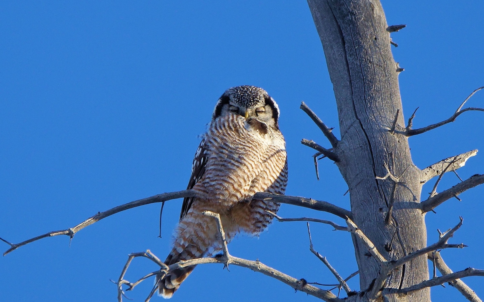 owl, bird, tree, fly, wild