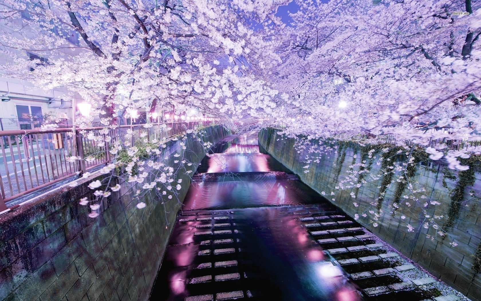 tokio, japan, blossom, tree, flower