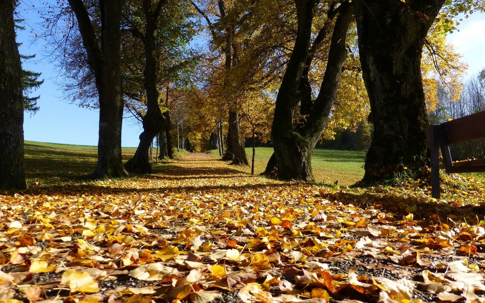 autumn, leaves, road, tree, path, , 
