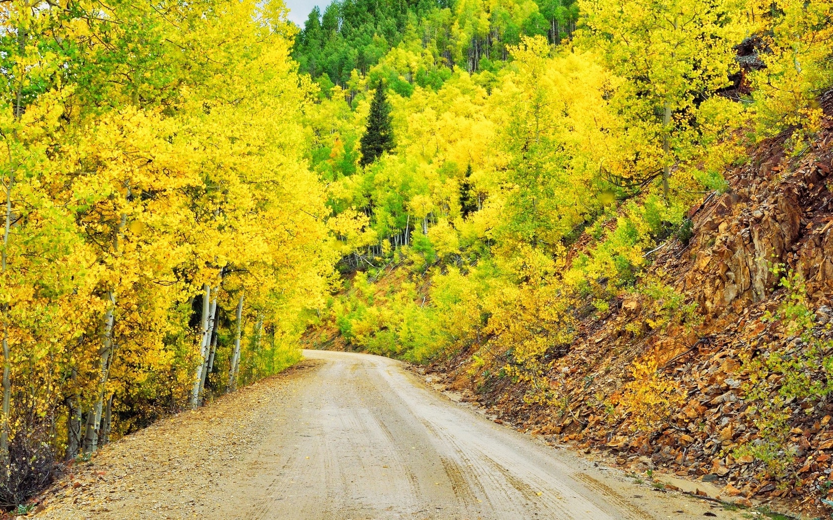 yellow, tree, path, leaves, 