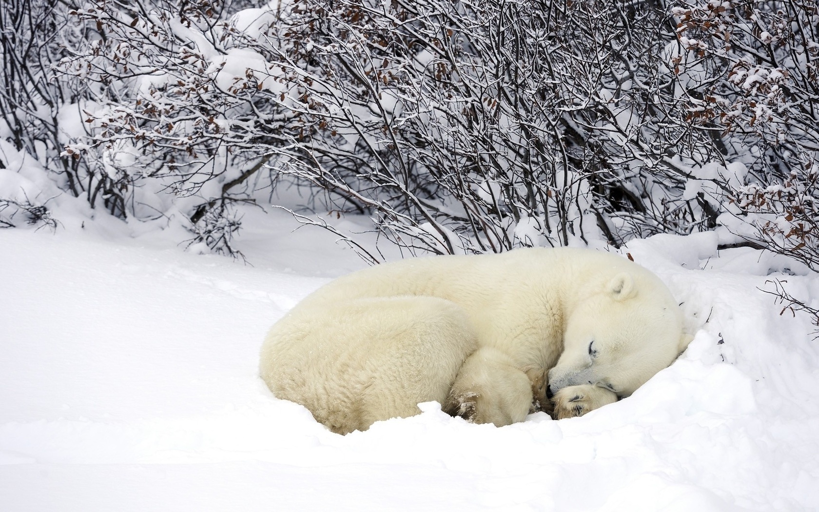 bear, polar, cub, dream, snow, wild