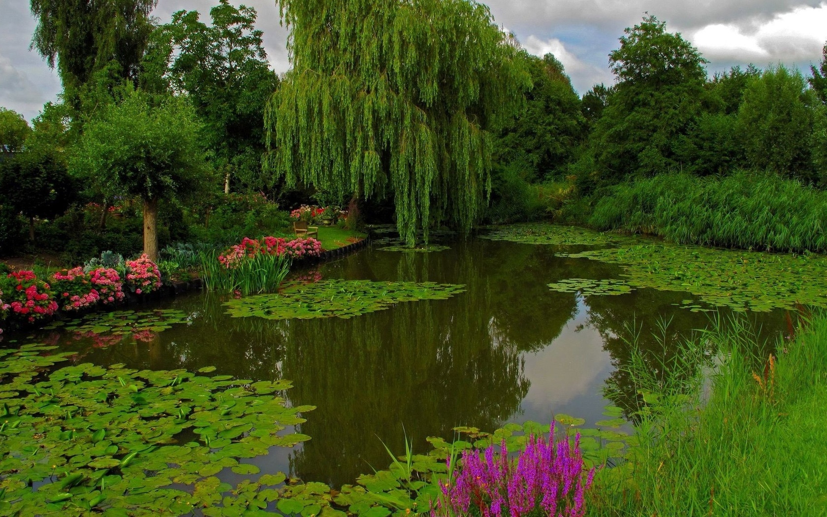 природа, парк, пруд, зелень, красиво, цветы, фото, позитив