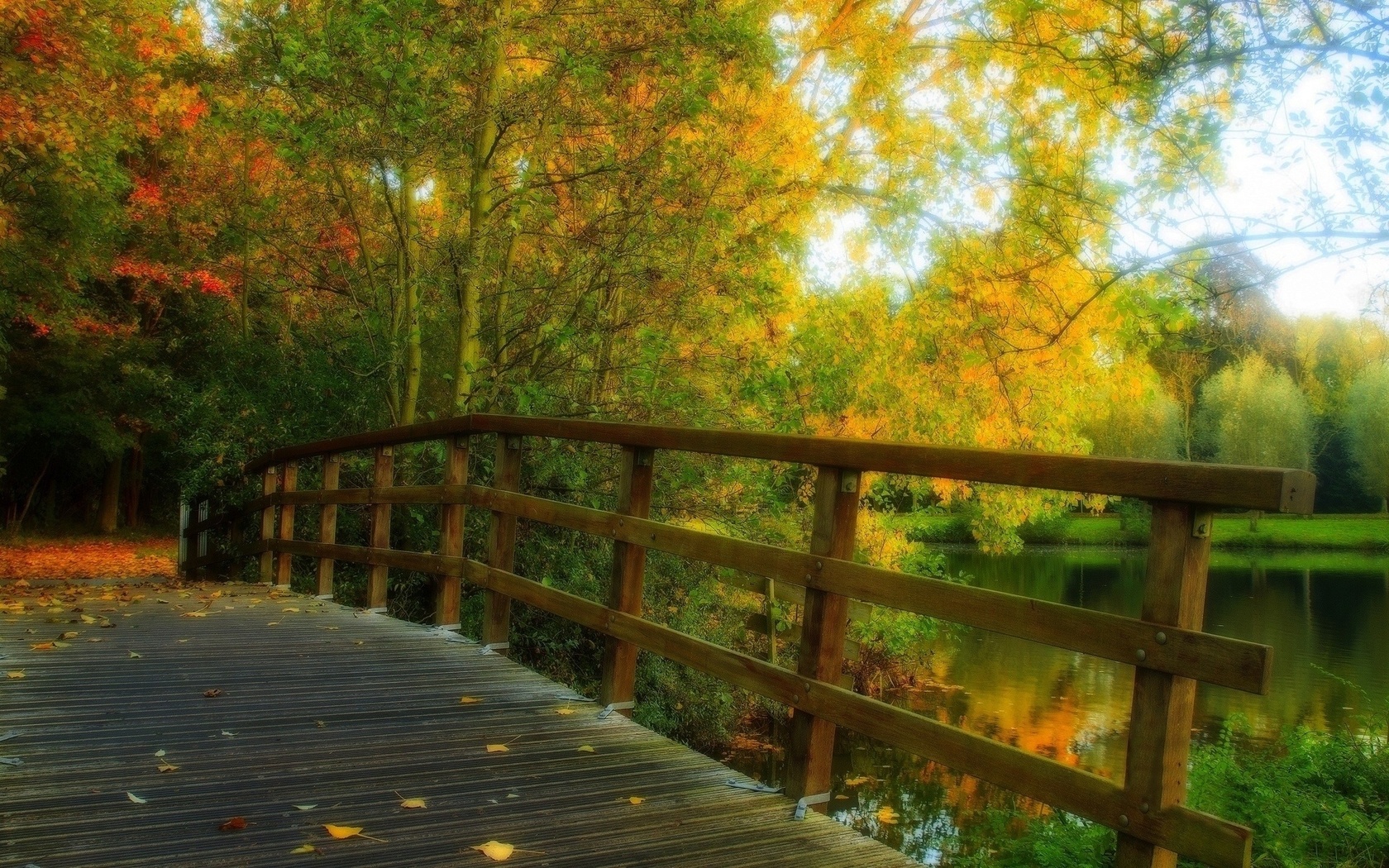 bridge, forest, leaves, tree, river, , 