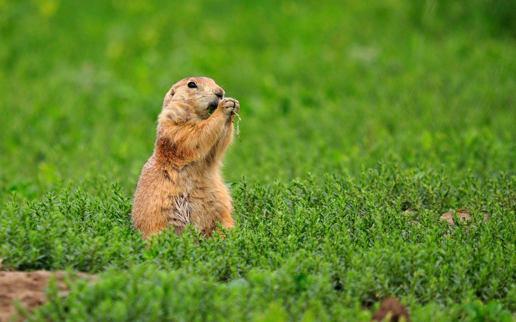 castor, green, eat, grass, wild