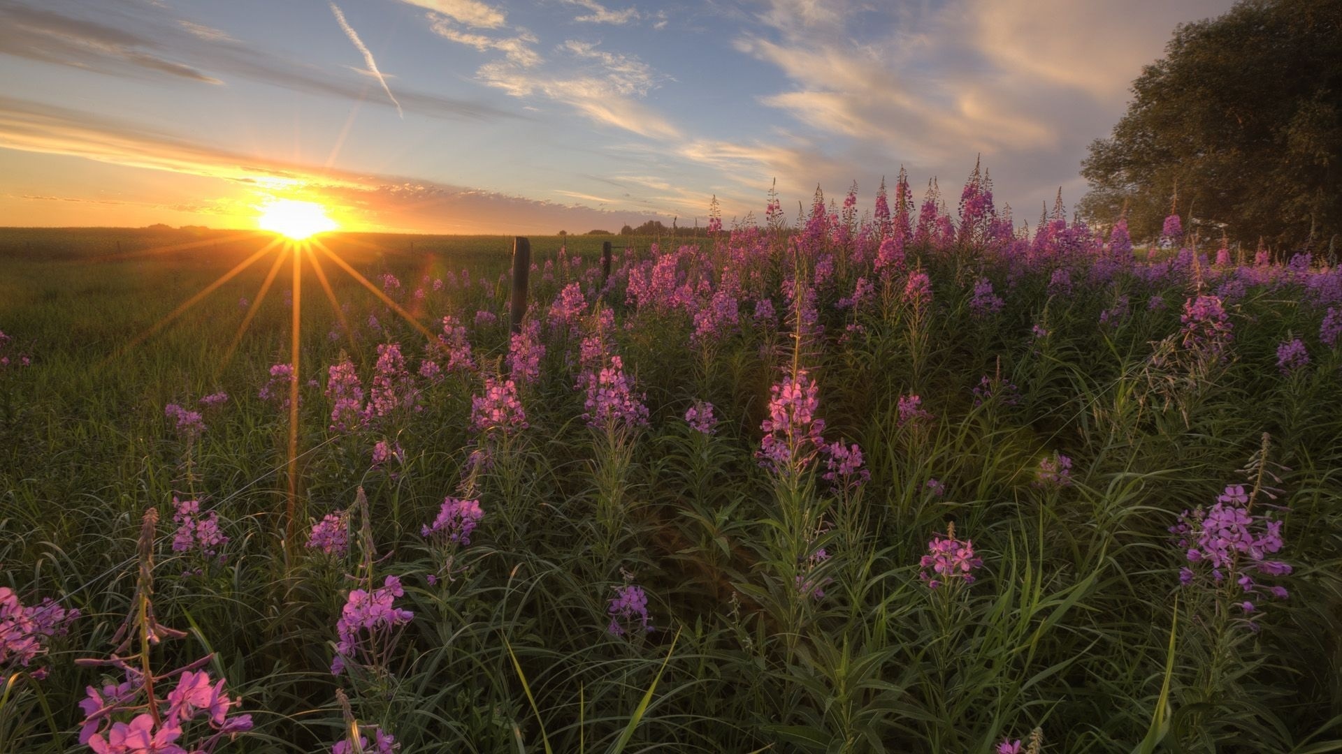 sunset, flower, sky, sun