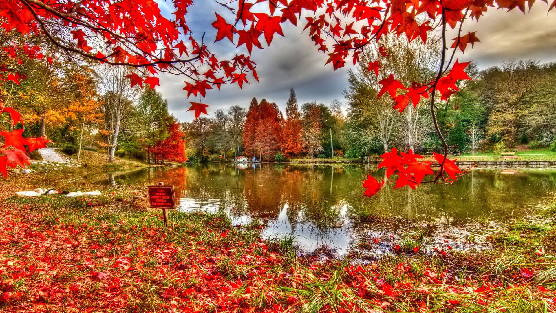 river, reflextion, tree, leaves, red, autumn, небо,облака, природа