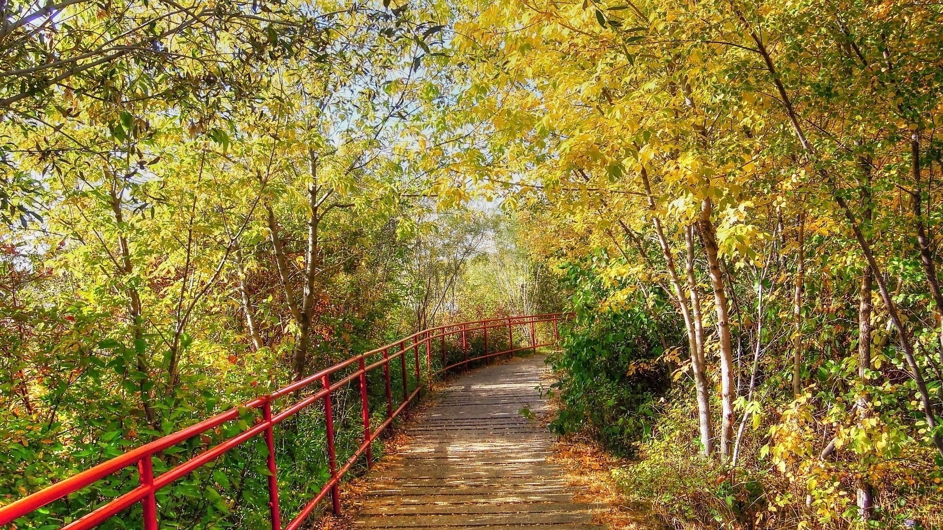 path, leaves, tree, forest, autumn, , 