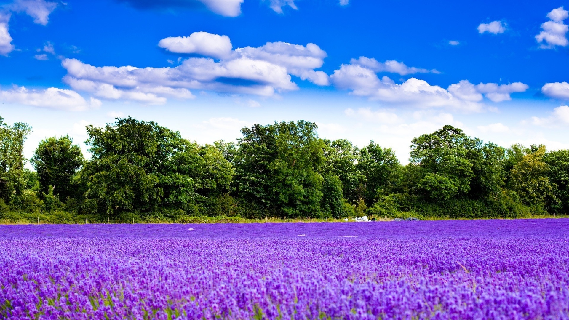 lavender, fields, flower, purple