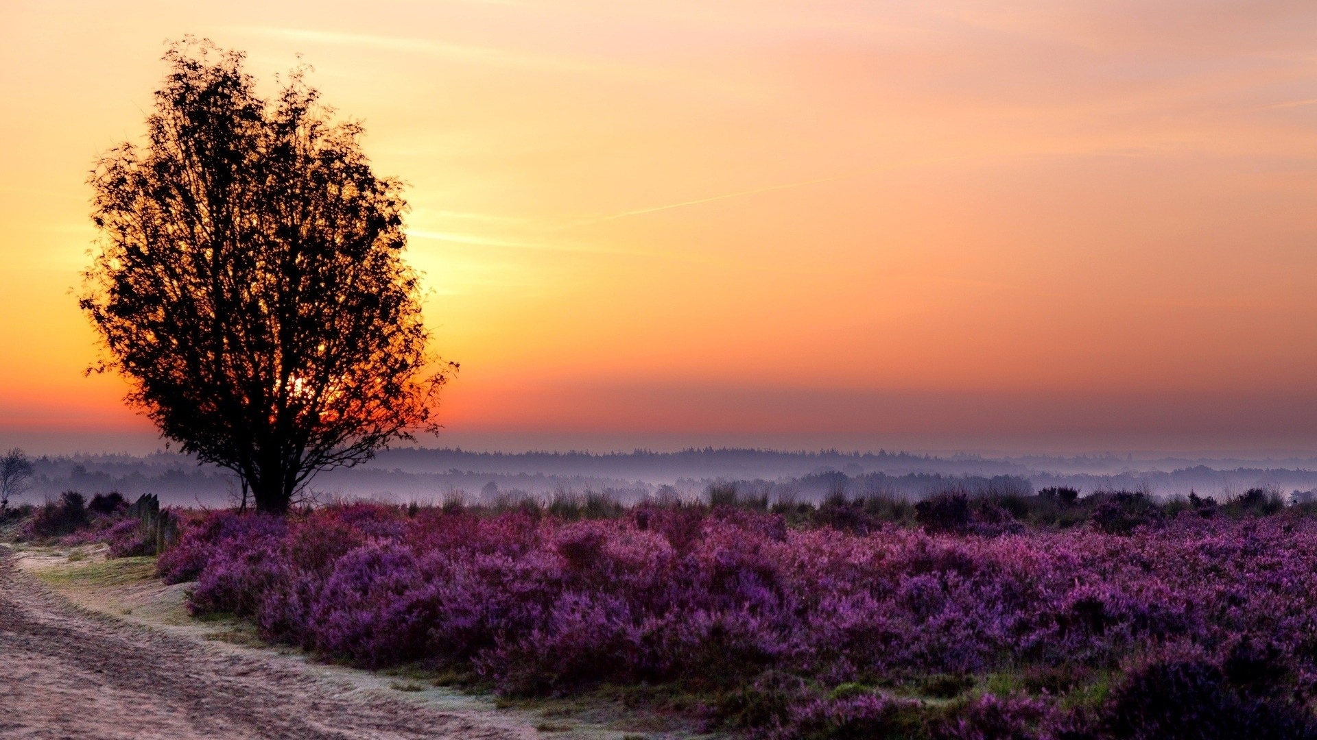 purple, flower, tree, sun, fields