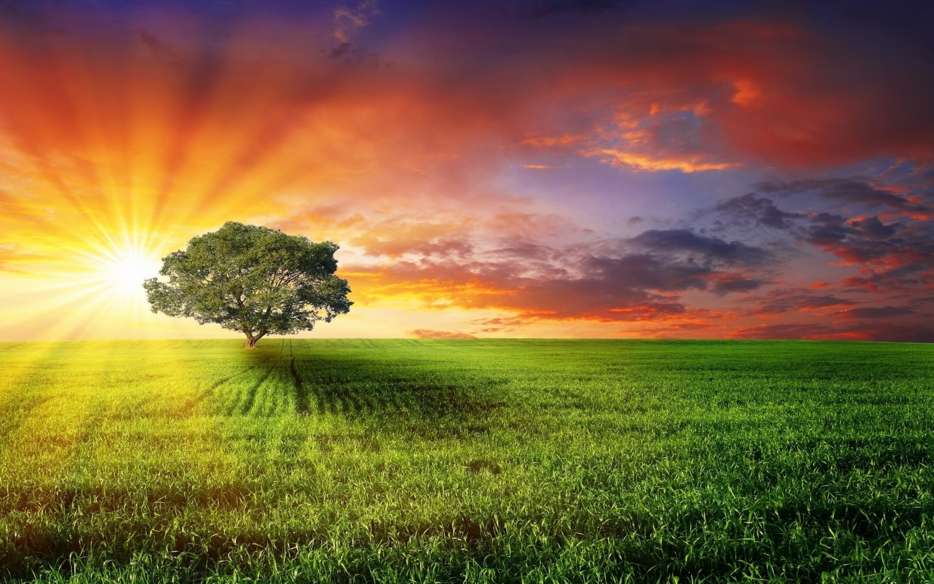 sunlight, tree, sun, clouds, grass