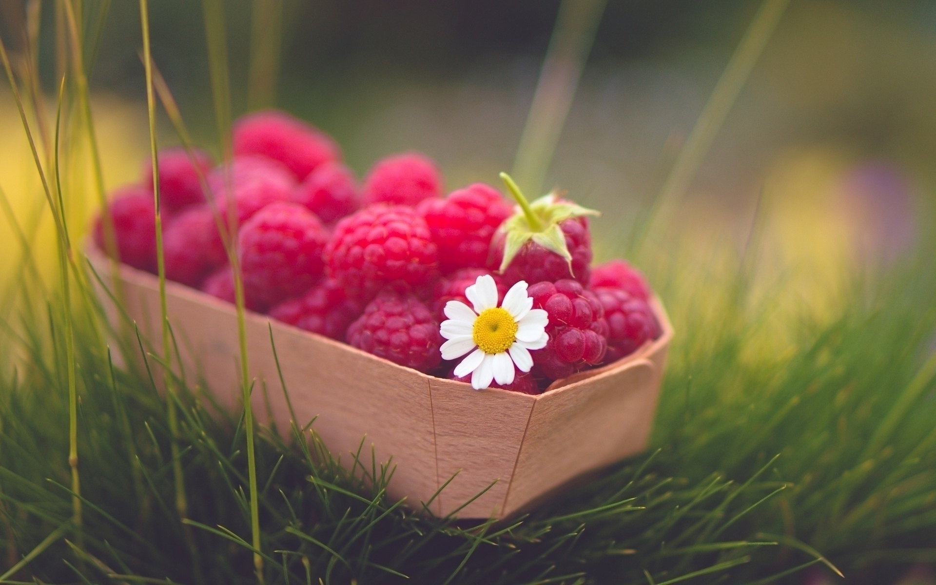 raspberries, red, basket, fruit