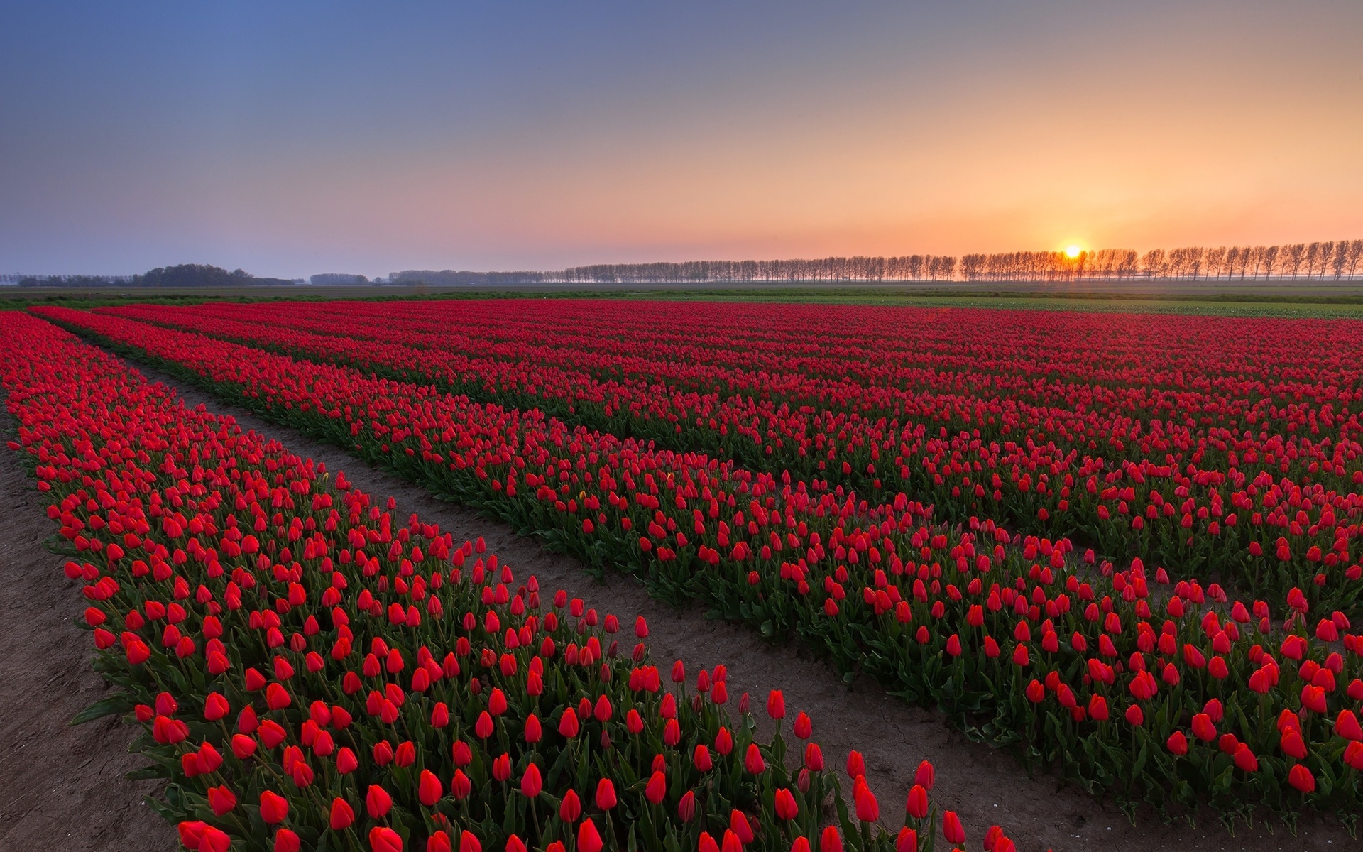 sunrise, sun, clouds, sky, flower, mountain, grass