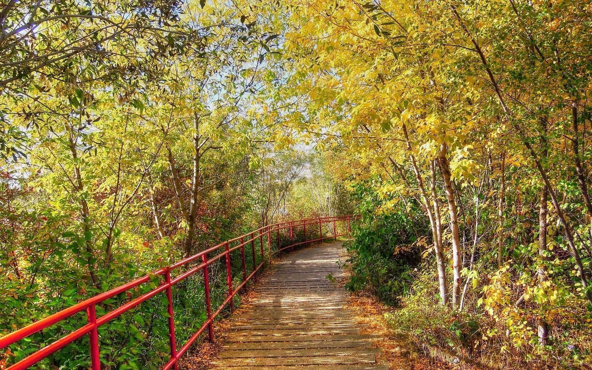 path, leaves, tree, forest, autumn, , 