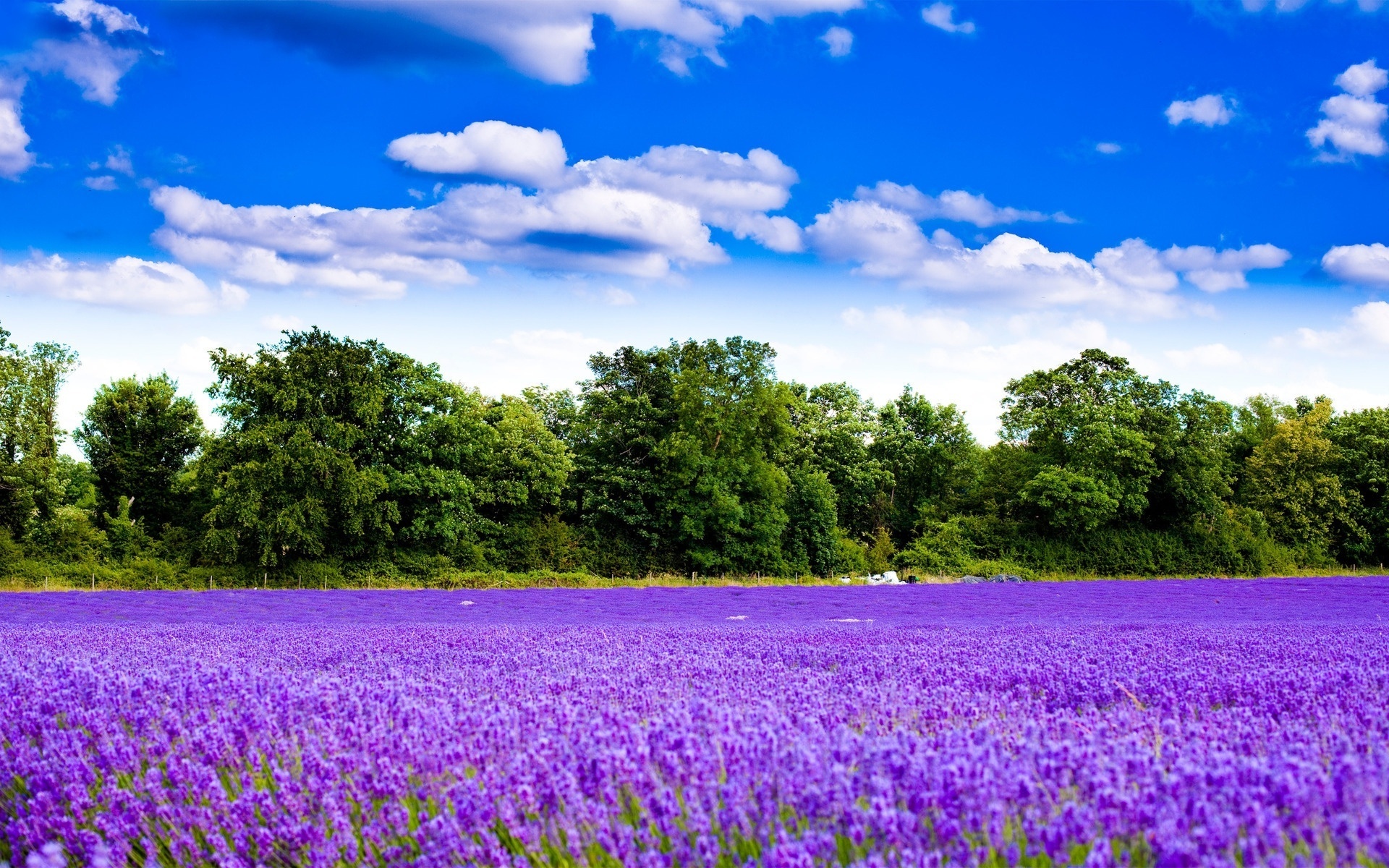 lavender, fields, flower, purple