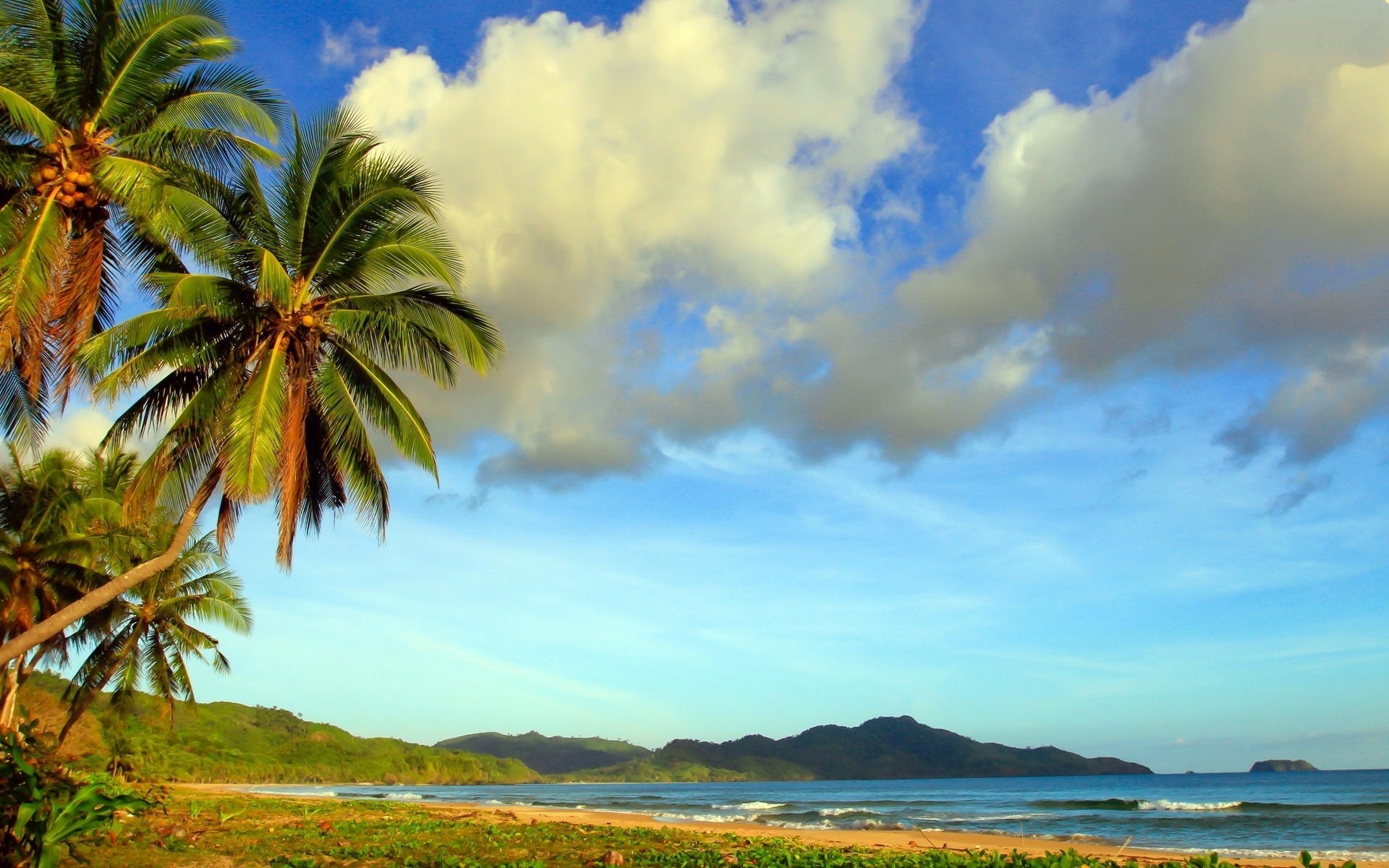 beach, ocean, water, sea, palm, sky