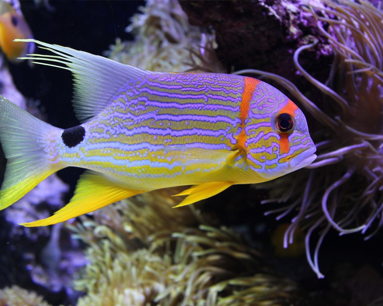 beautiful fish, underwater, sea, coral