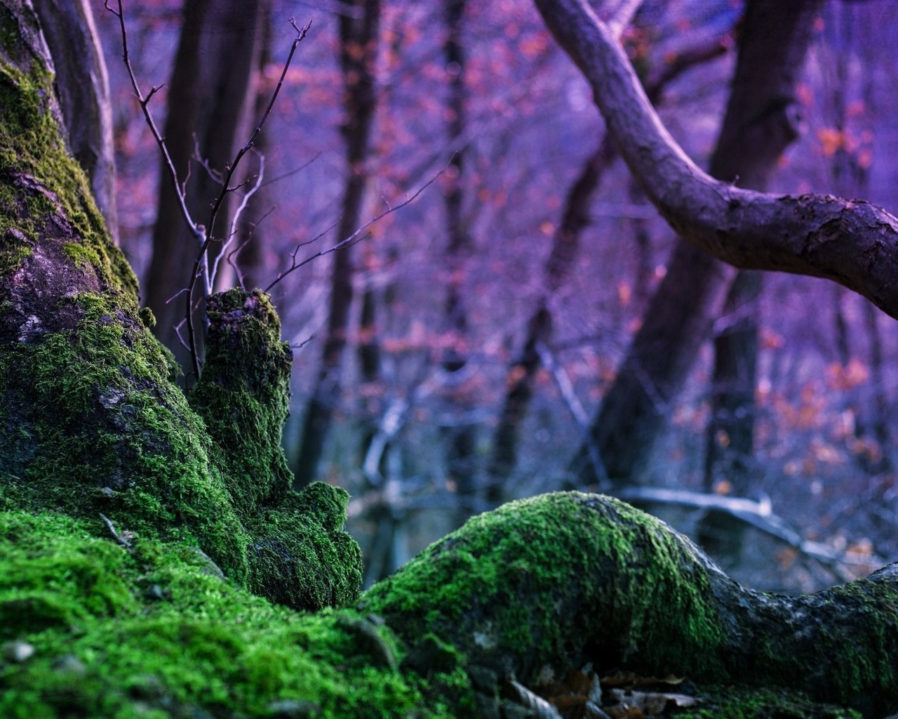 mossy, tree, trunk, forest