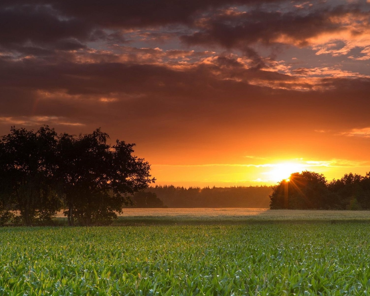 sunset, fields, clouds, sky, tree