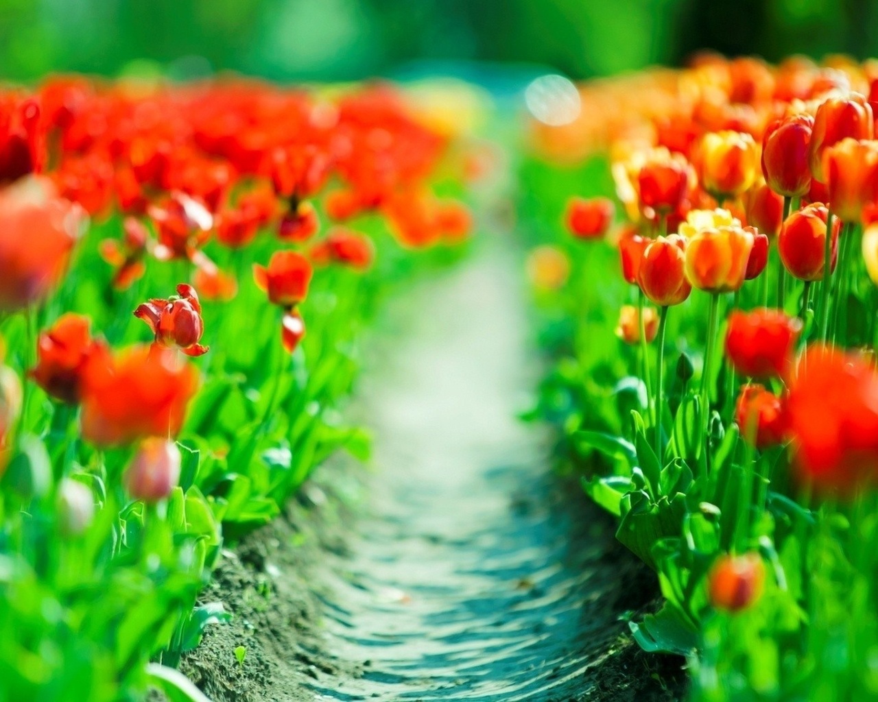 tulips, flower, fields, red