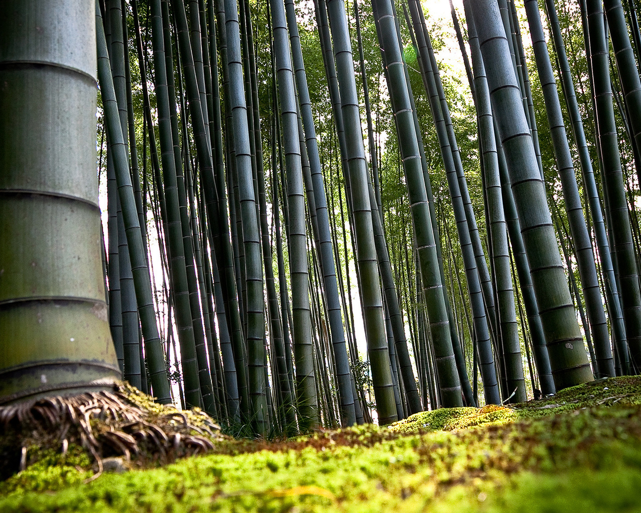 bambu, forest, tree, green