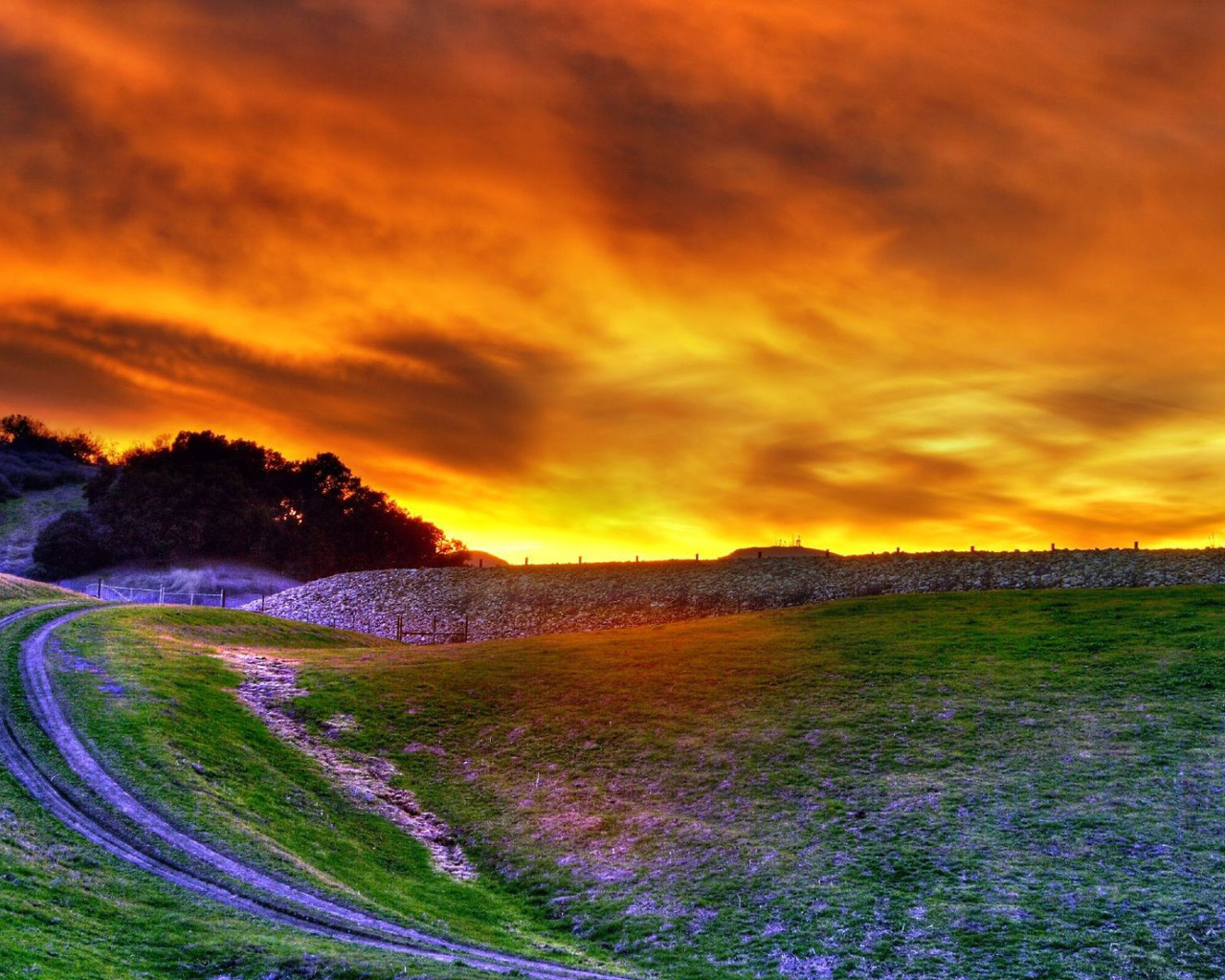 sunset, amazing, sun, sky, tree, forest