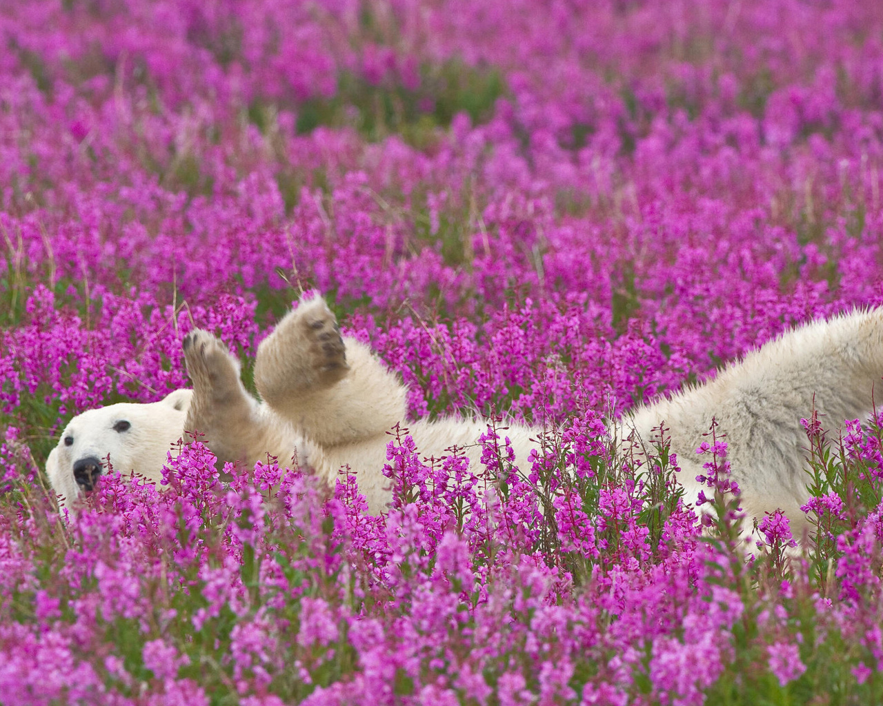 bear, flower, grass, wild