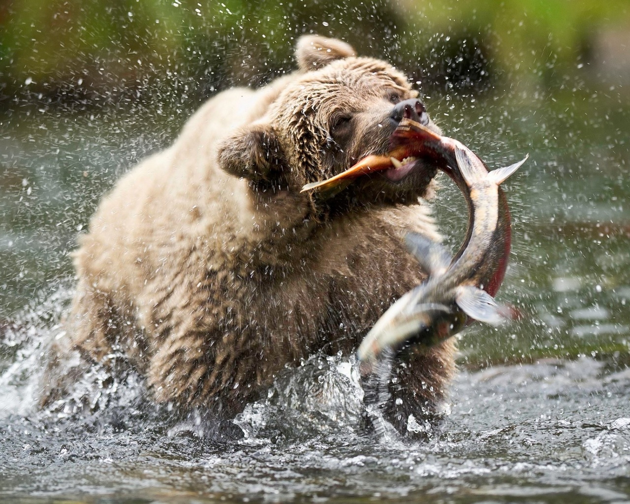 bear, hunting, fish, water, wild, 