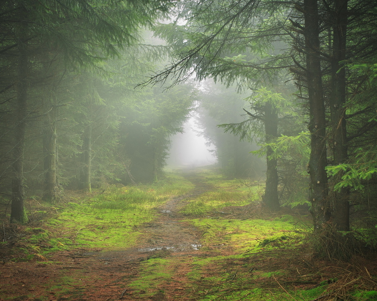 mist, path, tree, forest, lonely, leaves, tree