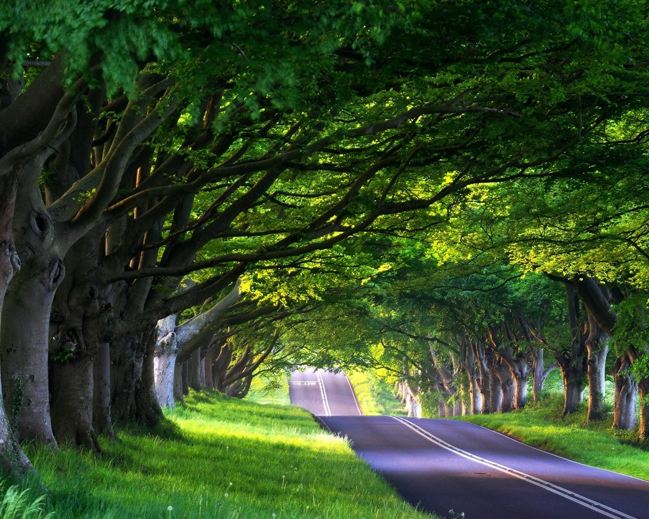 nature, tree, road, green