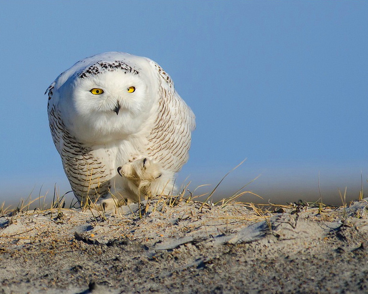 , ,  , , owl,bird,predator