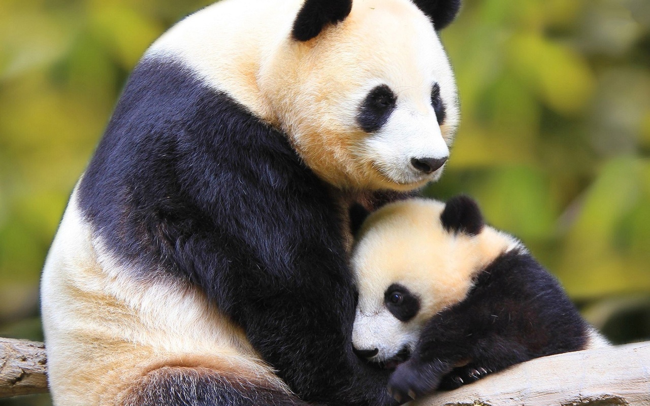 pandas, bear, mom, cub, cute