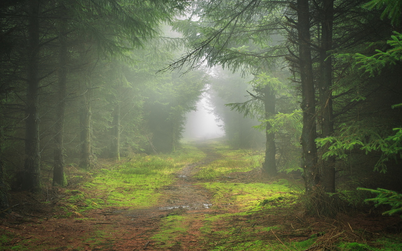 mist, path, tree, forest, lonely, leaves, tree