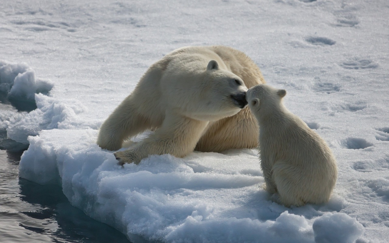 mother, polar, cub, ice, bear