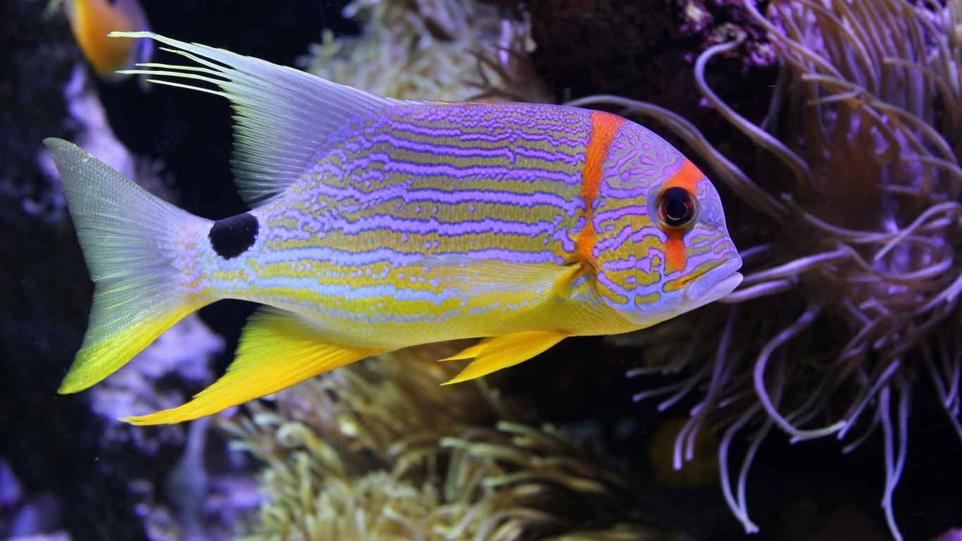 beautiful fish, underwater, sea, coral