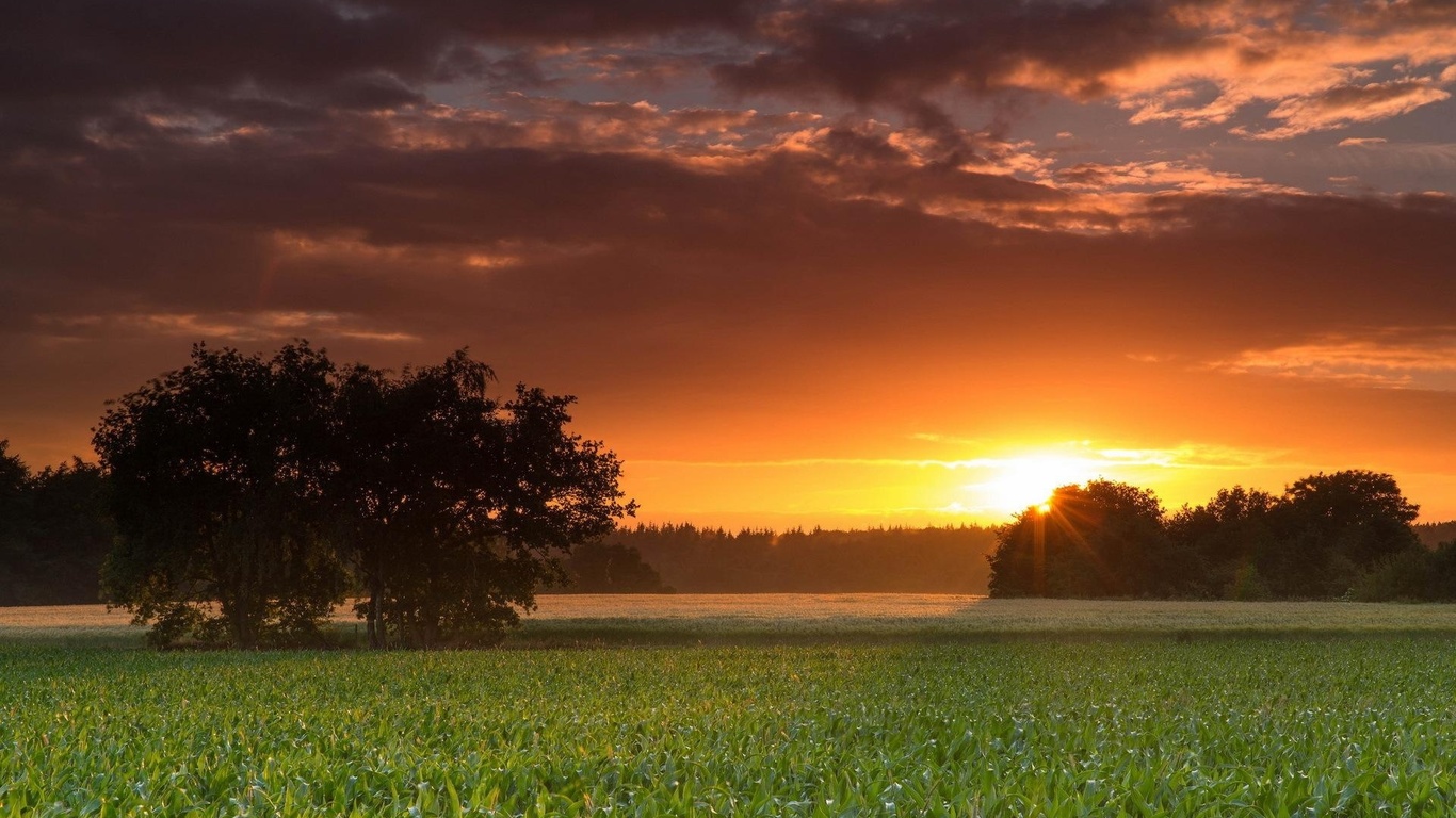 sunset, fields, clouds, sky, tree